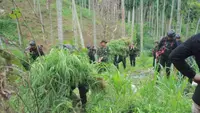 Ladang Ganja Seluas 25 Kali Lapangan Sepak Bola Ditemukan di Aceh
