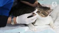 Petugas memeriksa seekor kucing saat melakukan vaksinasi antirabies terhadap hewan peliharaan di Kelurahan Rawa Jati, Jakarta, Sabtu (7/11/2020). Pemberian vaksin gratis tersebut untuk menghindari dan mengantisipasi penyebaran penyakit rabies kepada hewan peliharaan. (merdeka.com/Imam Buhori)