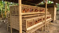 Rahasia Kandang Ayam Petelur Anti Stres Hasil Melimpah, Desain Modern