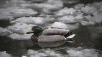 Seekor bebek mallard berenang melewati lapisan es saat salju tebal turun di danau sebuah taman di Bucharest, Romania, Selasa (27/2). (Daniel MIHAILESCU/AFP)