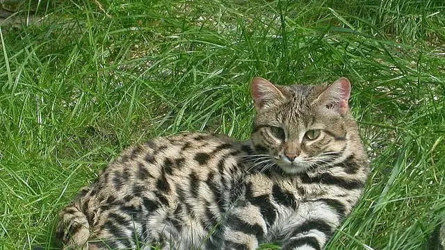 Kucing berkaki hitam Africa (Photo: Zbyszko/Wikimedia Commons)