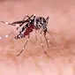 Ilustrasi penyakit Demam Berdarah Dengue (Istimewa)