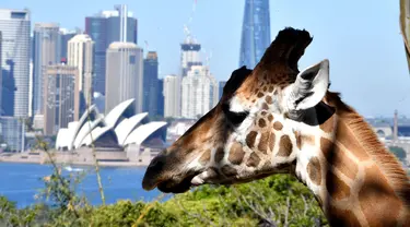 Seekor jerapah melihat ke arah Gedung Opera di Kebun Binatang Taronga di Sydney (18/10/2021). Kebun binatang Taronga membuka kembali pintunya bagi pengunjung yang divaksinasi setelah pencabutan pembatasan penguncian Sydney. (AFP/Saeed Khan)