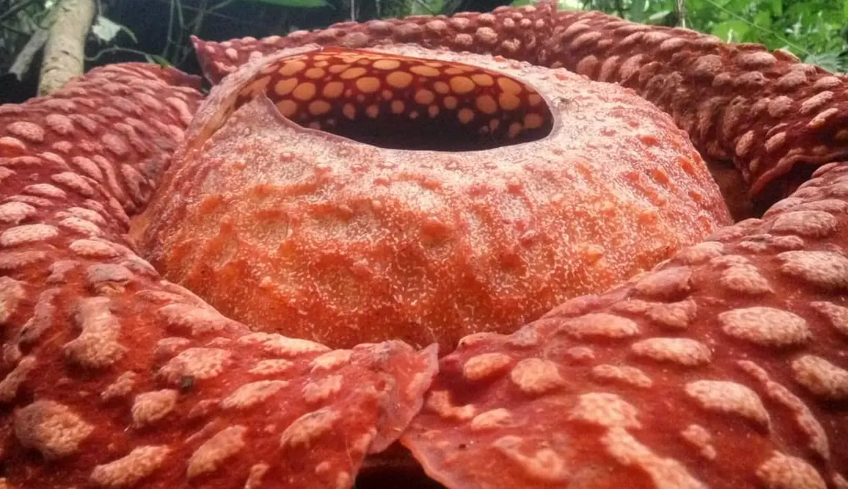 Gambar yang dirilis 3 Januari 2020, bunga Rafflesia Tuan Mudae yang mekar di Cagar Alam Maninjau, Kab. Agam, Sumatera Barat. Bunga mekar sempurna pada Rabu (1/1) diameter bunga Rafflesia itu memecahkan rekor bunga terbesar di lokasi itu pada 2017 yang diameternya 107 cm. (HO/West Sumatra BKSDA/AFP)