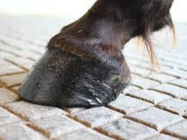 Tebak Berapa Jumlah Jari Kaki Kuda Ini Jawabannya Global Liputan6 Com