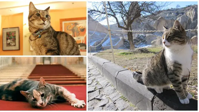 (c) en.rocketnews24.com