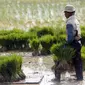 Petani menanam padi di sawah kawasan Tangerang, Banten, Jumat (7/8/2020). PDB pertanian tumbuh 16,24 persen pada triwulan-II 2020 (q to q), bahkan secara y0y sektor pertanian tetap berkontribusi positif yakni tumbuh 2,19 persen. (Liputan6.com/Angga Yuniar)