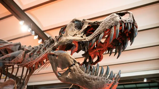 Fosil T-Rex (Unsplash)