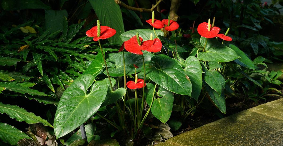 Ilustrasi bunga anthurium