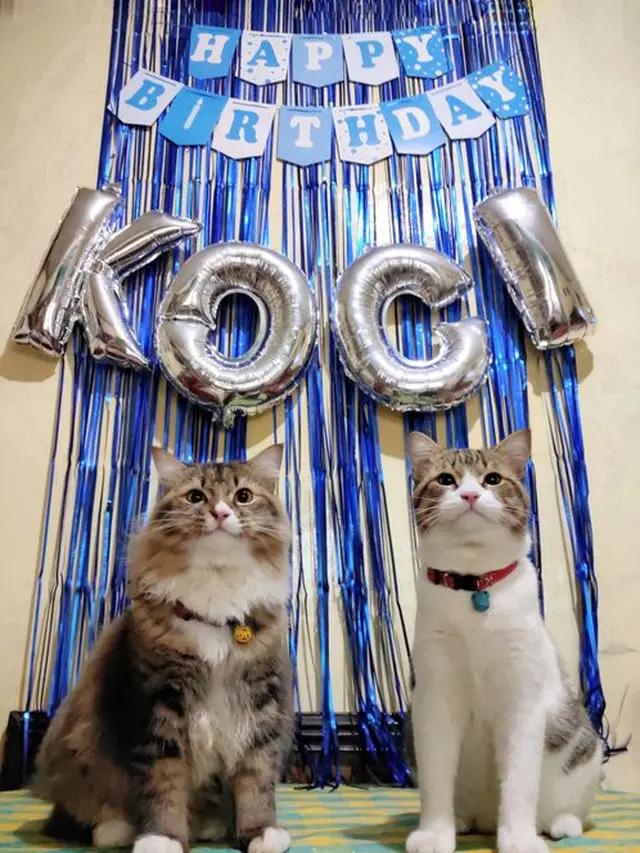 6 Potret Gemas Beri Surprise Ulang Tahun Kucing Kesayangan, Bikin Senyum