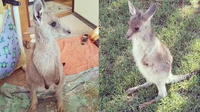 Joey, bayi kanguru yang jatuh terpisah dari kantong ibunya.
