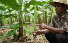 Cara Memilih Pohon Pisang yang Produktif, 7 Langkah Cerdas untuk Hasil Maksimal