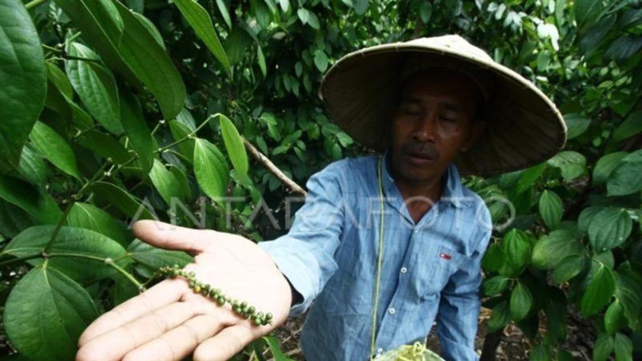 Pemerintah Babel Tetapkan Bangka Selatan sebagai Sentra Lada Putih Unggulan
