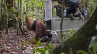 Setelah dirawat Dokter hewan Yayasan IAR Indonesia (YIARI), kondisi Jambu membaik dan dilepaskan di Gunung Tarak. (Raden AMP/Liputan6.com)
