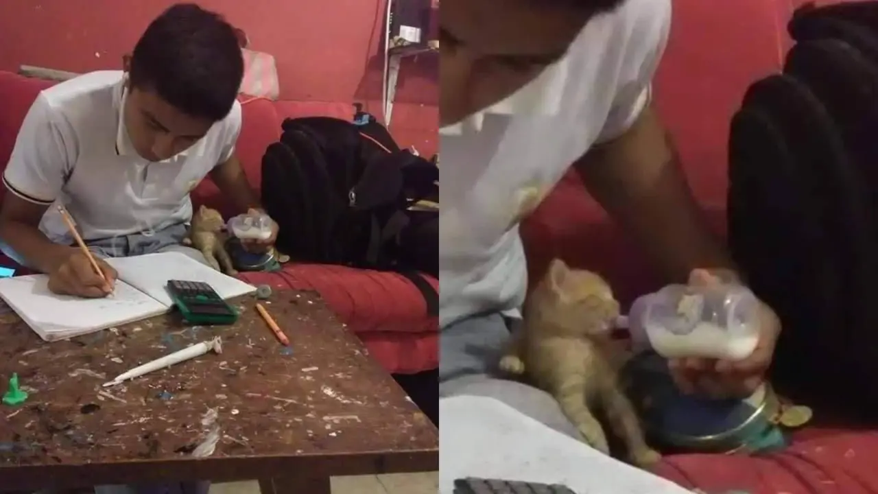 Kucing 1