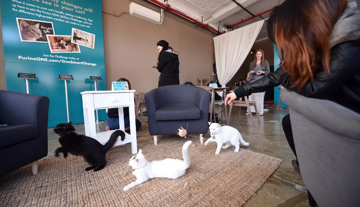 Kucing-kucing ini asyik bermain di Cat Cafe. Para pengunjung bisa mengajak bermain kucing mereka dengan kucing pengunjung lainnya (AFP PHOTO/Emmanuel Dunand)