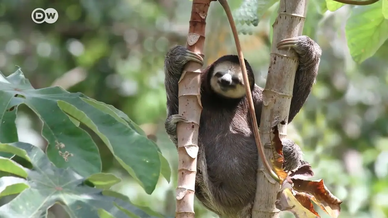 Dibalik Surga yang Terancam, Terdapat Habitat yang Berkurang. sumberfoto: DW English