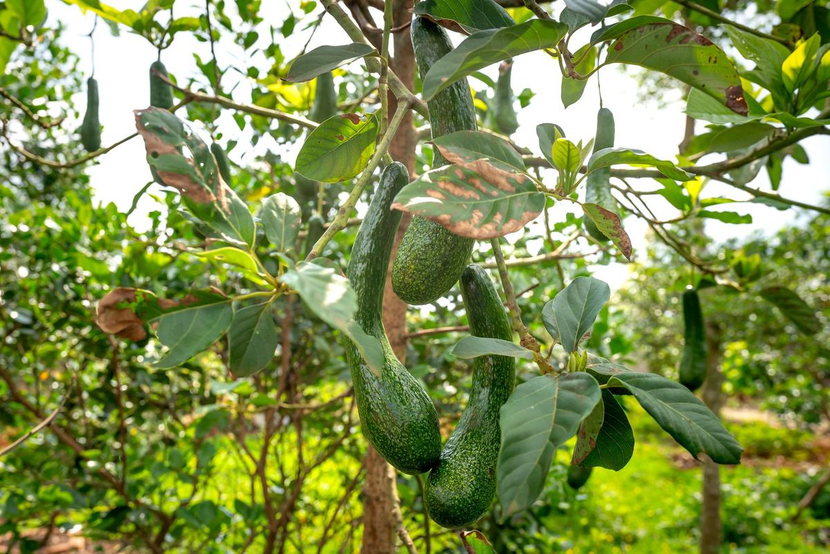 6 Trik Agar Pohon Alpukat dari Biji Tidak Sekadar Tumbuh Tinggi