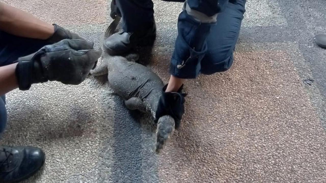 Damkartan Lombok Timur Jinakkan Biawak Raksasa Masuk Rumah Warga, Ternyata Begini Cara Evakuasinya!