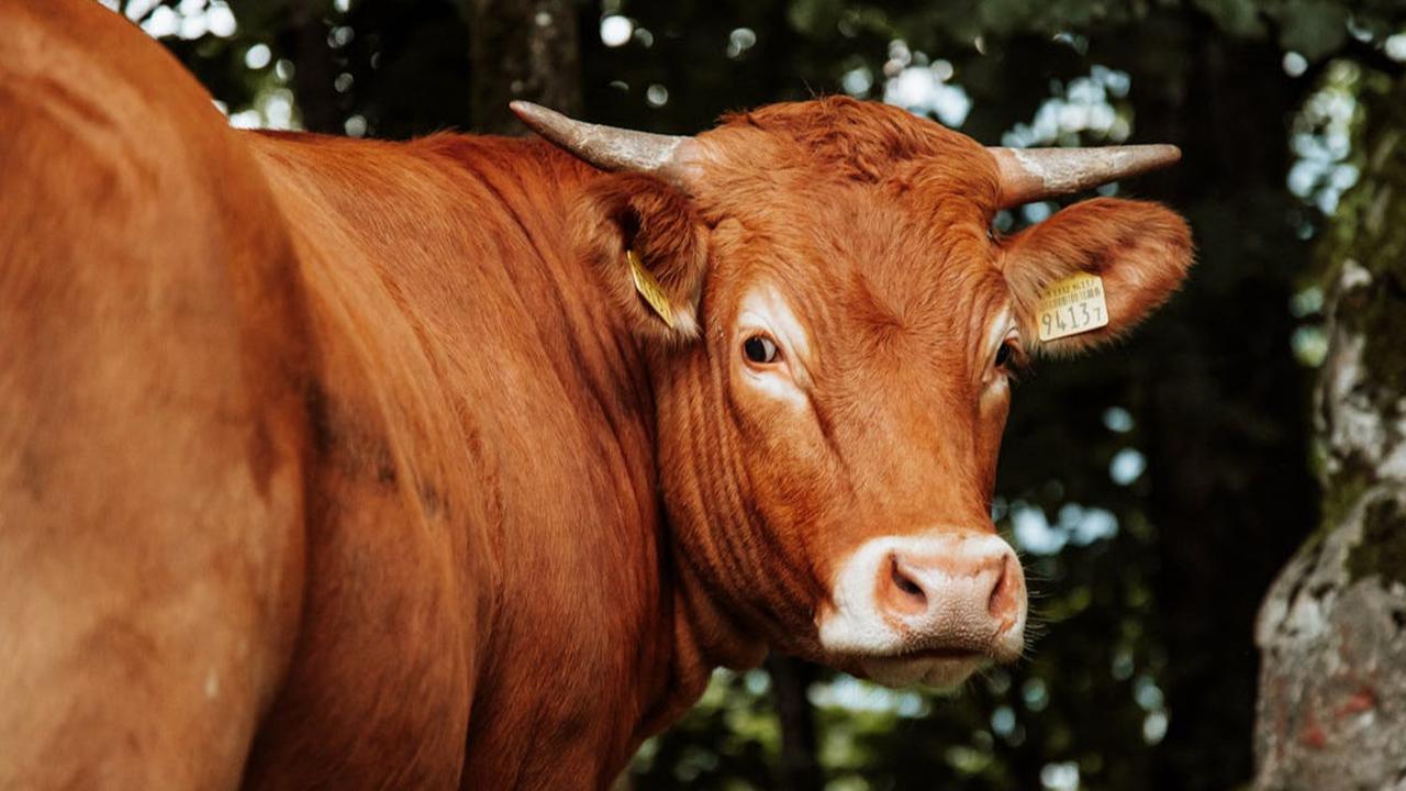 Bacaan Niat Berqurban untuk Diri Sendiri dan Keluarga, Jangan Sampai Salah