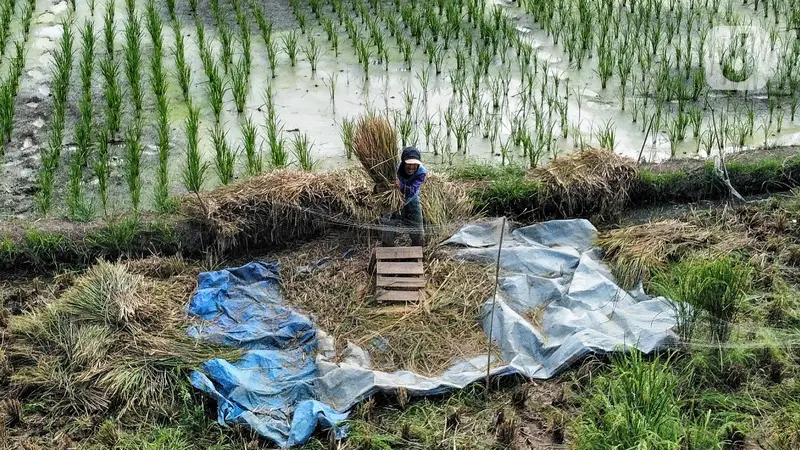 Lebaran Usai, Harga Beras Tak Kunjung Turun