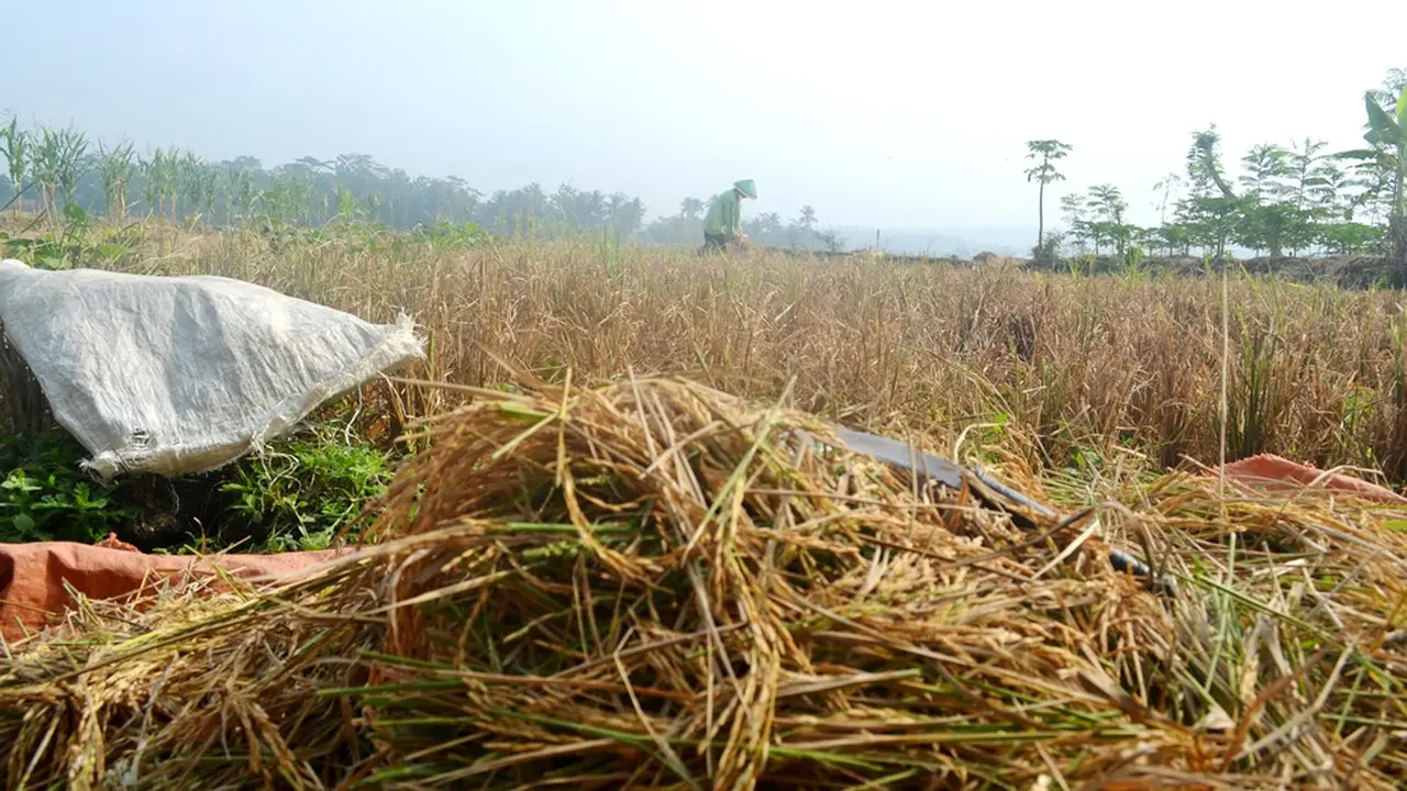 Gabah gabug atau gabeng lantaran kekeringan. (Foto: Liputan6.com/Muhamad Ridlo)