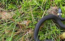 Peran Ular dalam Ekosistem Sawah: 12 Jenis yang Bantu Petani Mengendalikan Tikus