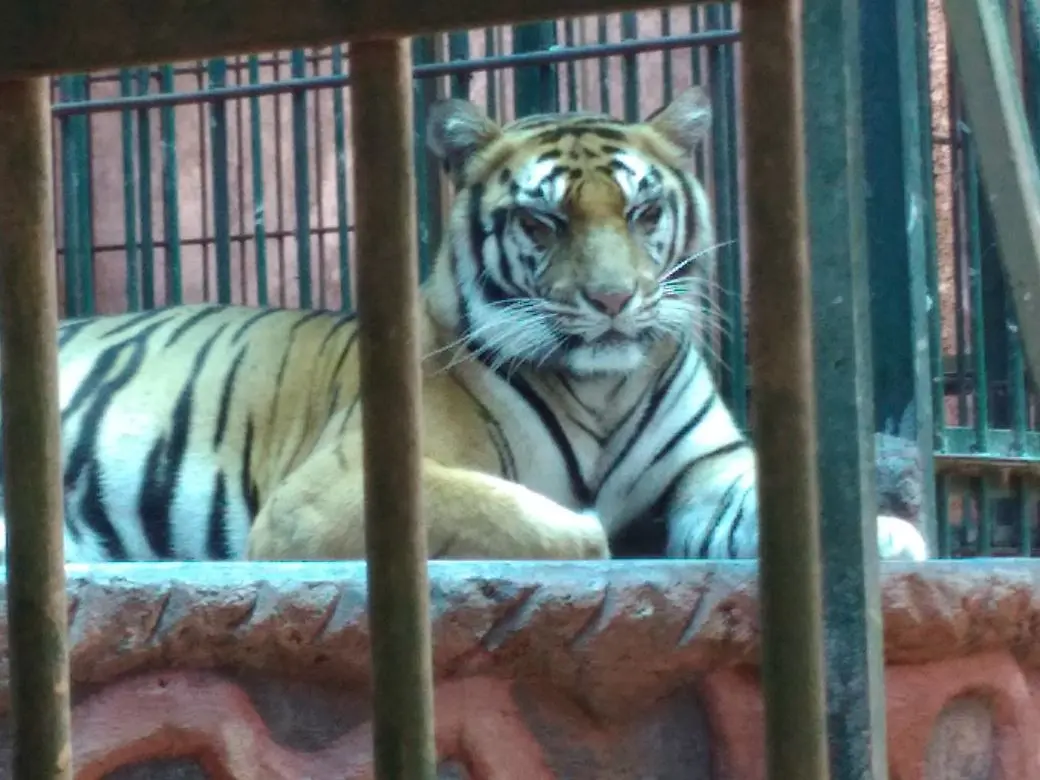 Harimau Sumatera (Panthera tigris sumatrae) yang gemuk dan sehat ini senantiasa gagah dengan surainya. Jauh lebih gagah dibanding harimau siberia yang berukuran raksasa. (foto: Liputan6.com / edhie prayitno ige)