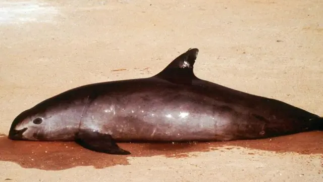 Lumba-lumba jenis marina vaquita. (AP)