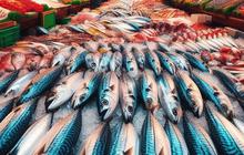 Lebih Sehat Mana antara Ikan Air Tawar atau Ikan Air Laut untuk MPASI?