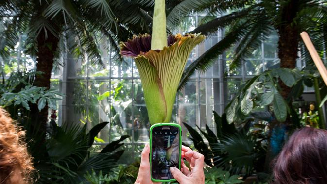 Seorang turis mengambil gambar Bunga Bangkai raksasa Titan Arum di Botanic Garden, Washington, Amerika Serikat, Senin (2/8). Bunga bangkai raksasa dari Sumatera, Indonesia ini tak lama lagi akan mekar sempurna. (Zach GIBSON/AFP)