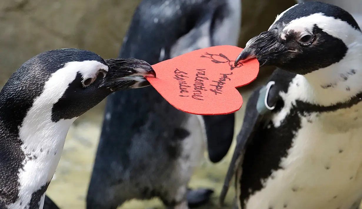 Penguin Afrika merebutkan sarang berbentuk hati yang dibagikan oleh ahli biologi akuarium Piper Dwight di Akademi Ilmu Pengetahuan California, San Francisco, Selasa (12/2). Kado itu sebagai bentuk perayaan hari Valentine atau kasih sayang.  (AP/Jeff Chiu)