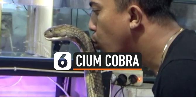 VIDEO: Wow! Pria Ini Cium Kepala Ular Cobra Berbisa