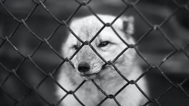 Dog (unsplash.co/salbs)