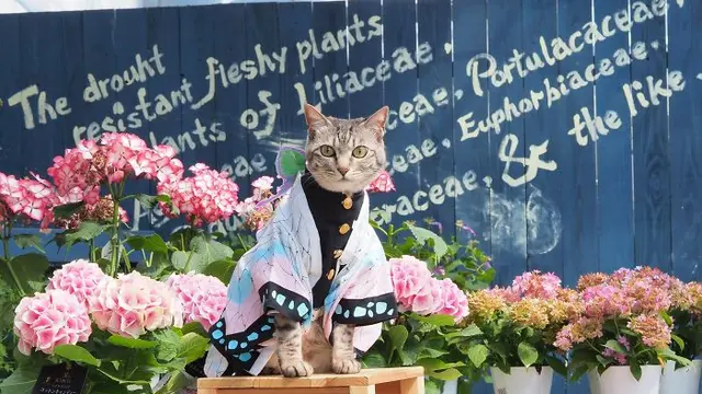 kucing cosplay