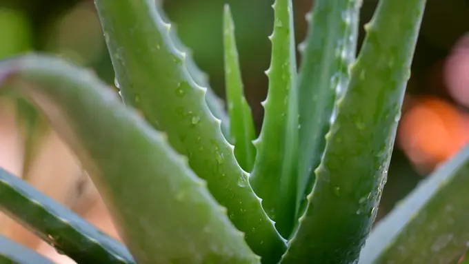 Segudang manfaat dari aloe vera
