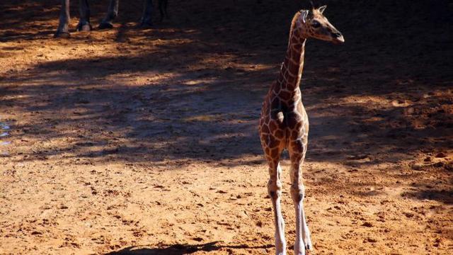 Bayi jerapah ini dianggap sebagai tambahan penting bagi program pengembangbiakkan jerapah di Australia (ABC News: Charlotte Hamlyn)
