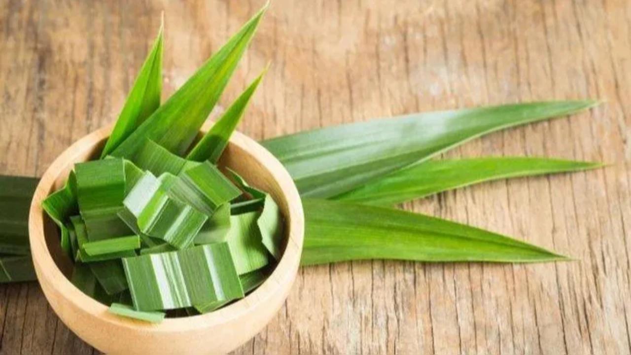 Manfaat Daun Pandan, Bikin Nafsu Makan dan Tambah Nutrisi dalam Masakan