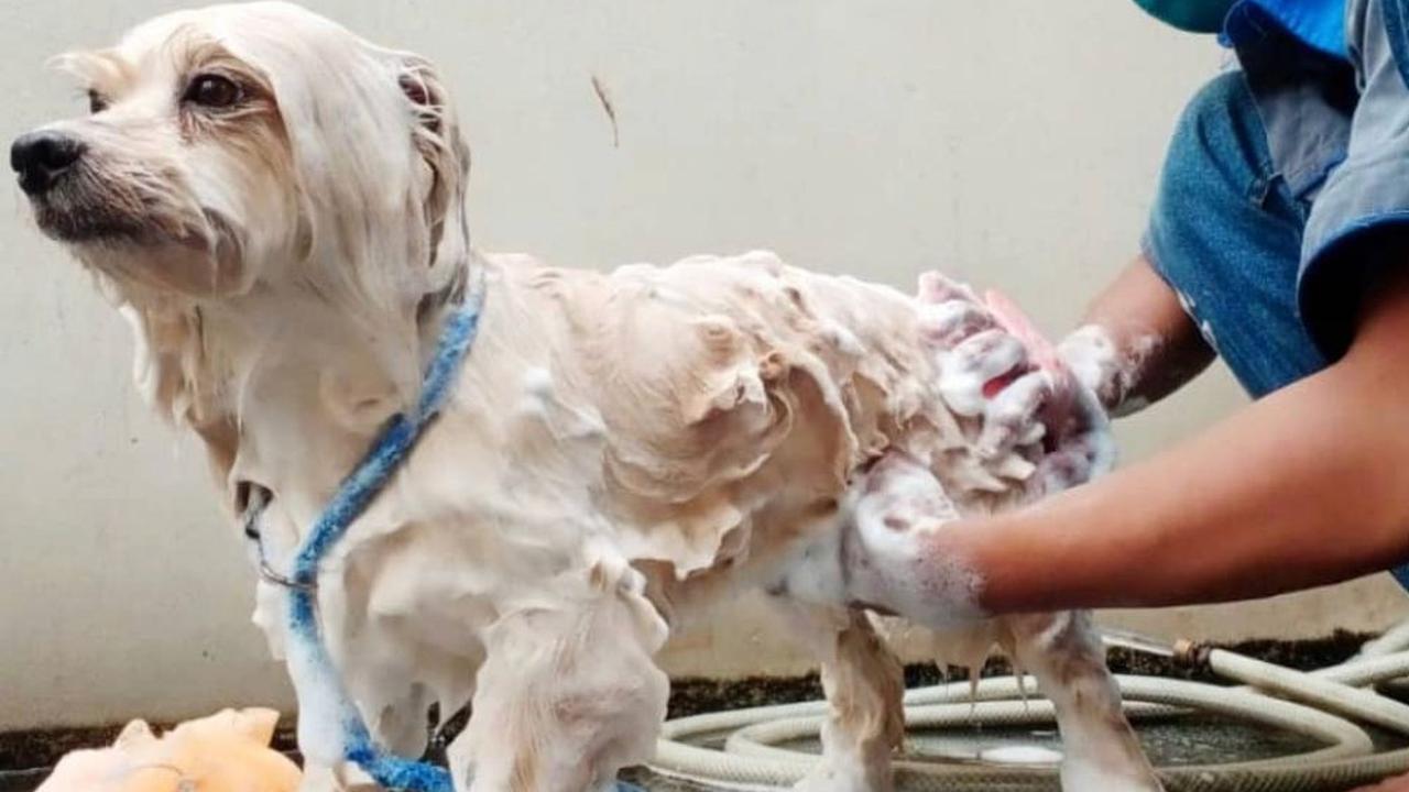 Seekor anjing sedang dimandikan oleh tim pawsome grooming Jakarta
