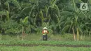 Petani memanen bayam dan kangkung di tanah garapan Taman BMW, Jakarta,Selasa (31/8/2021). Lahan kosong yang dirubah menjadi lahan produktif di samping proyek pembangunan Jakarta International Stadium (JIS) menjadi lahan pertanian sayur-sayuran. (merdeka.com/Imam Buhori)