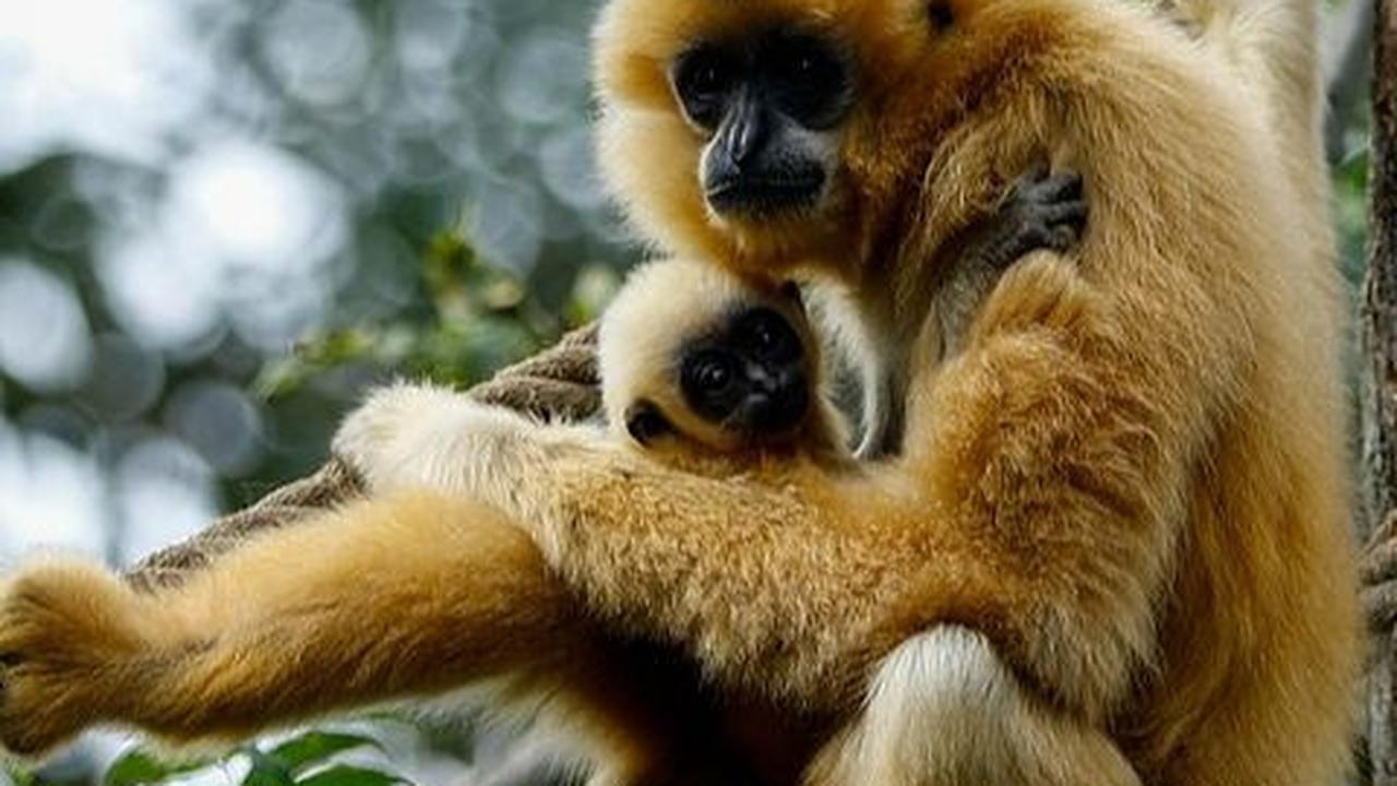 Kedelapan, Ada Hewan Siamang