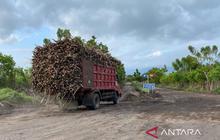Kadin NTB & DPRD Dompu Desak Roadmap Pengembangan Tebu: Mengapa Status Kawasan Nasional 2024 Belum Optimal?