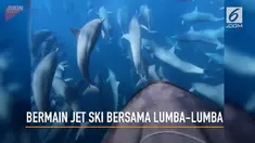 Seorang Pria merekam aksinya bermain jet ski bersama puluhan lumba0lumba di perairan Kosta Rika.