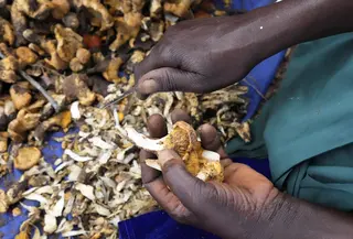 Pada bulan Januari, tiga anak perempuan dalam satu keluarga meninggal setelah memakan jamur liar beracun. Laporan semacam itu terus bermunculan di setiap musim. Beberapa tahun yang lalu, 10 anggota keluarga meninggal setelah mengonsumsi jamur beracun. (AP Photo/Tsvangirayi Mukwazhi)