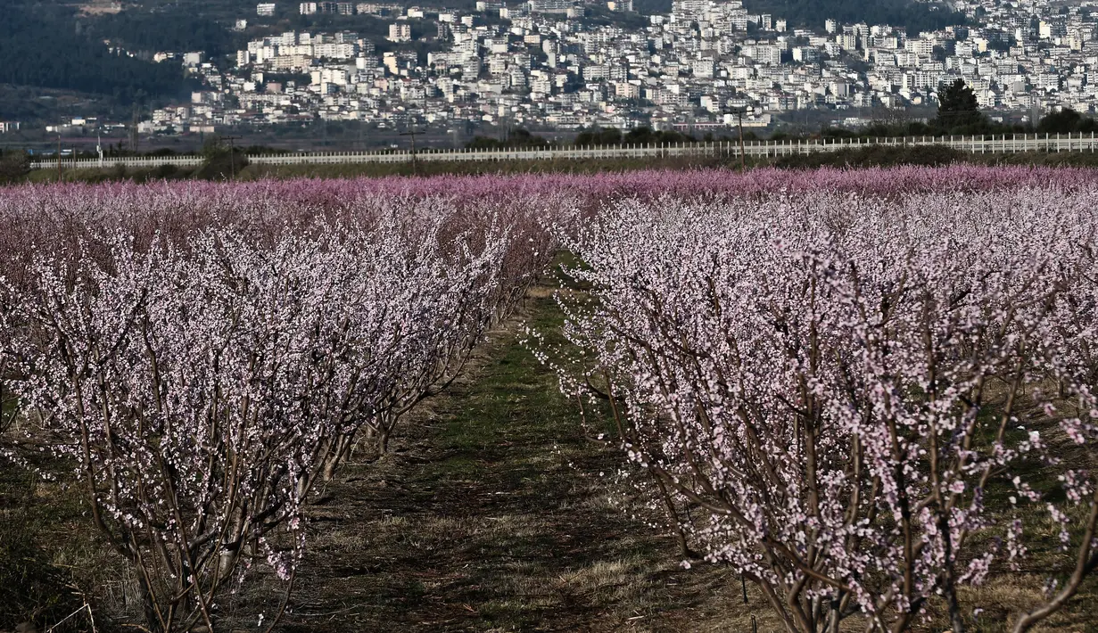 Pohon persik berbunga di sebelah kota Veria, Yunani utara, pada 19 Maret 2019. Mekarnya bunga persik jadi fenomena tahunan di pedesaan Yunani, yang menyerupai mekarnya bunga sakura di Jepang. (Sakis MITROLIDIS / AFP)