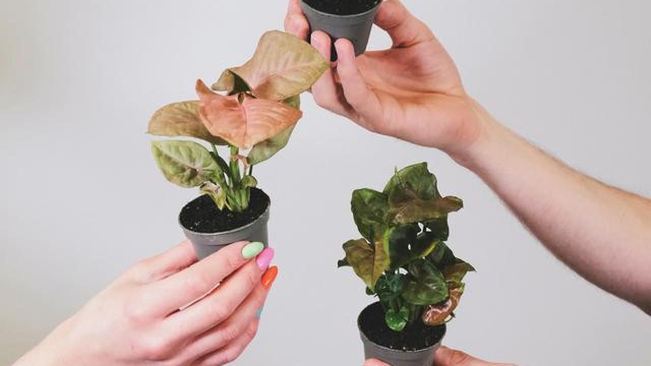 Syngonium Mini. (dok. Unshplash)