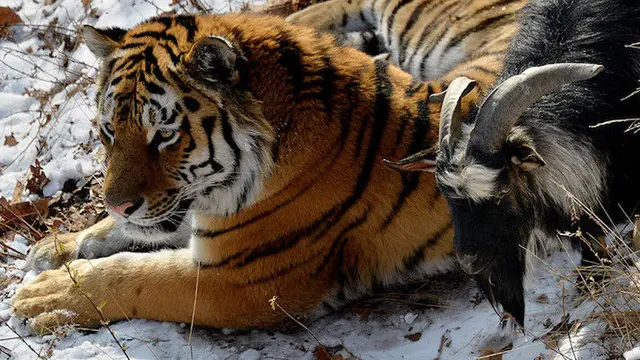 Amur dan Timur