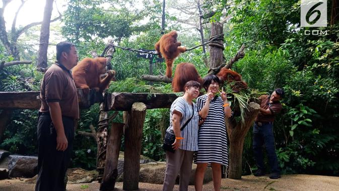 Singapore Zoo merupakan salah satu destinasi wisata unik di Negeri Singa yang punya banyak atraksi wisata. (Liputan6.com/ Vincentia Dianawanti)