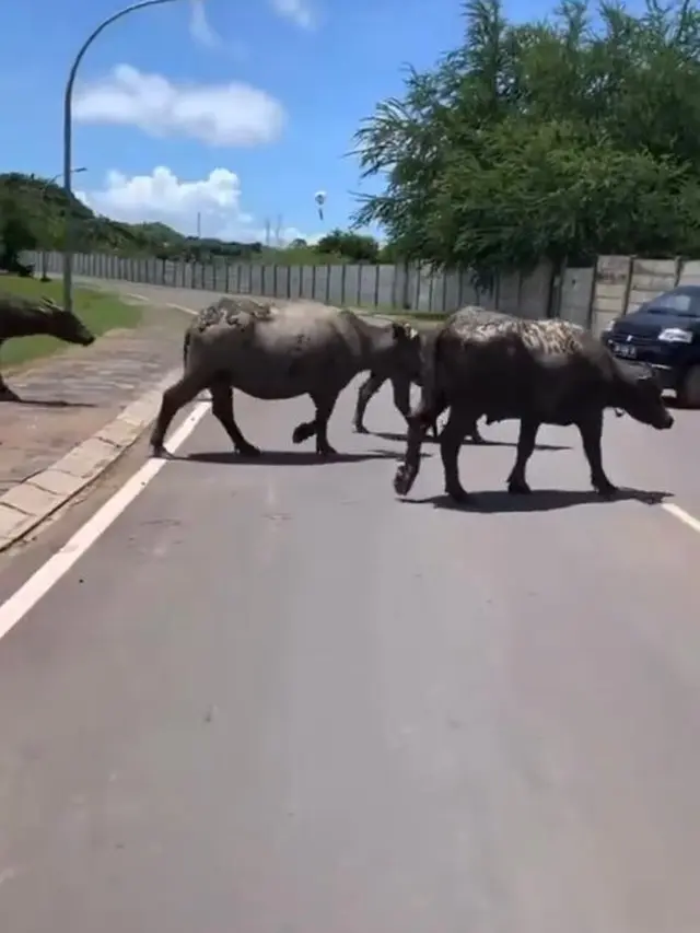 10 Momen Lucu Pembalap MotoGP Melokal di Lombok, Makan Nasi Putih Lauknya Nasi Goreng