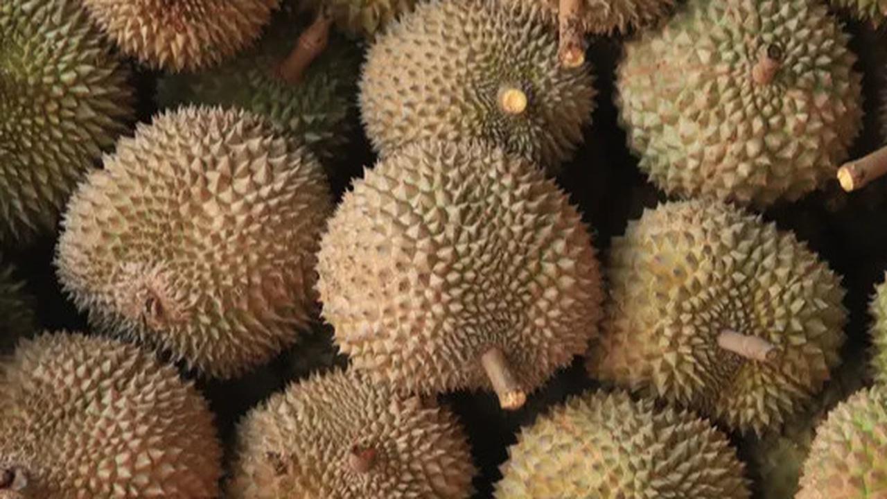 Strategi Pemerintah Bisa Dapat Rp128 Triliun Lewat Durian